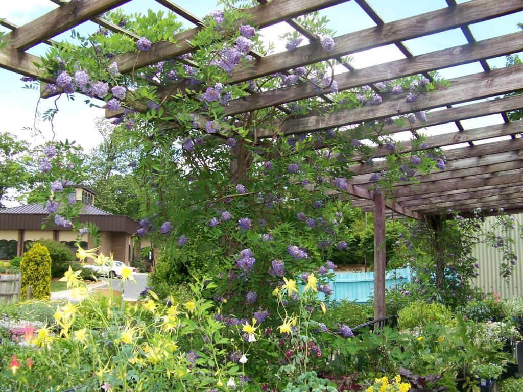 Pergola | The Garden and Patio Home Guide