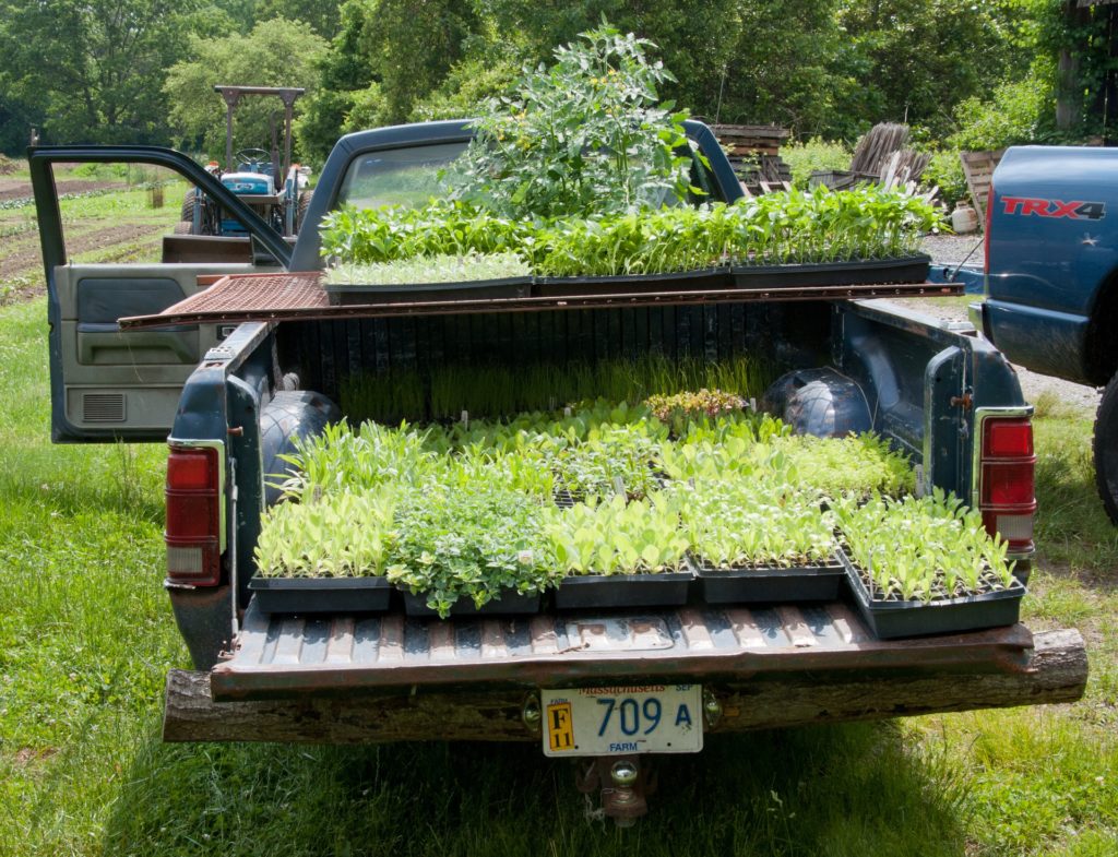 Just Moved? How To Safely Transport Your Plants Into Your New Garden