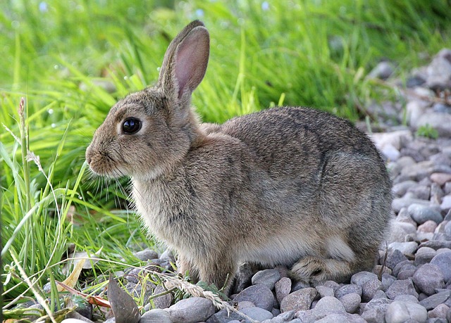 Backyard Pests The Garden And Patio Home Guide