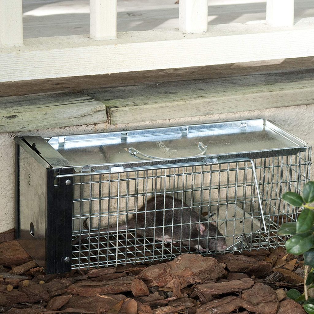 Live Animal Cage Trap Tips The Garden and Patio Home Guide