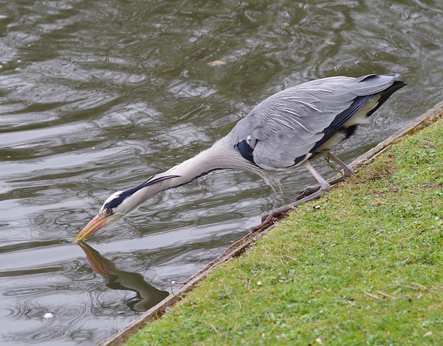 Great Blue Heron Facts The Garden And Patio Home Guide