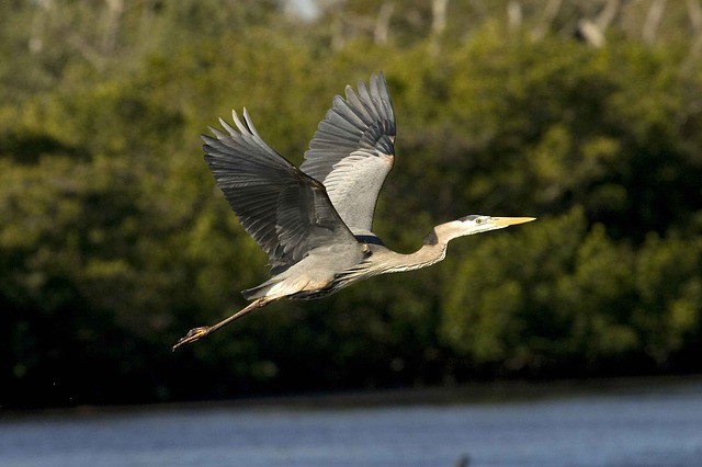 Great Blue Heron Facts The Garden And Patio Home Guide