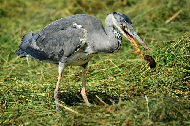 Great Blue Heron Facts The Garden And Patio Home Guide
