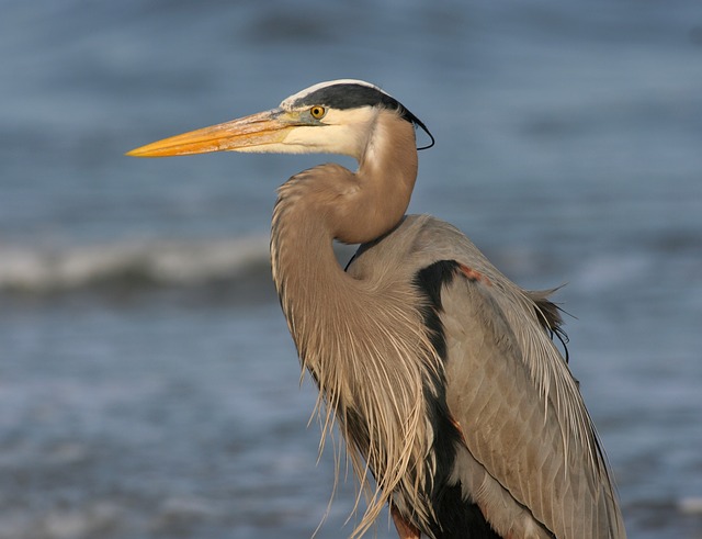 Great Blue Heron Facts The Garden And Patio Home Guide