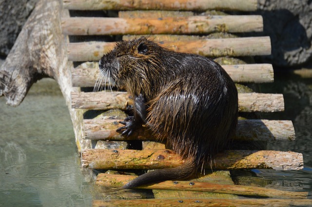 Nutria Pictures | The Garden and Patio Home Guide