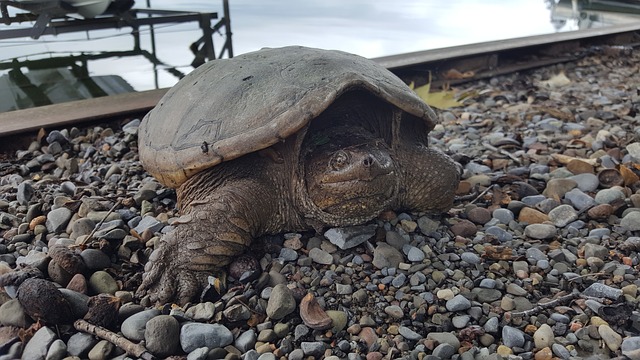 How To Get Rid Of Snapping Turtles In The Pond | The Garden and Patio