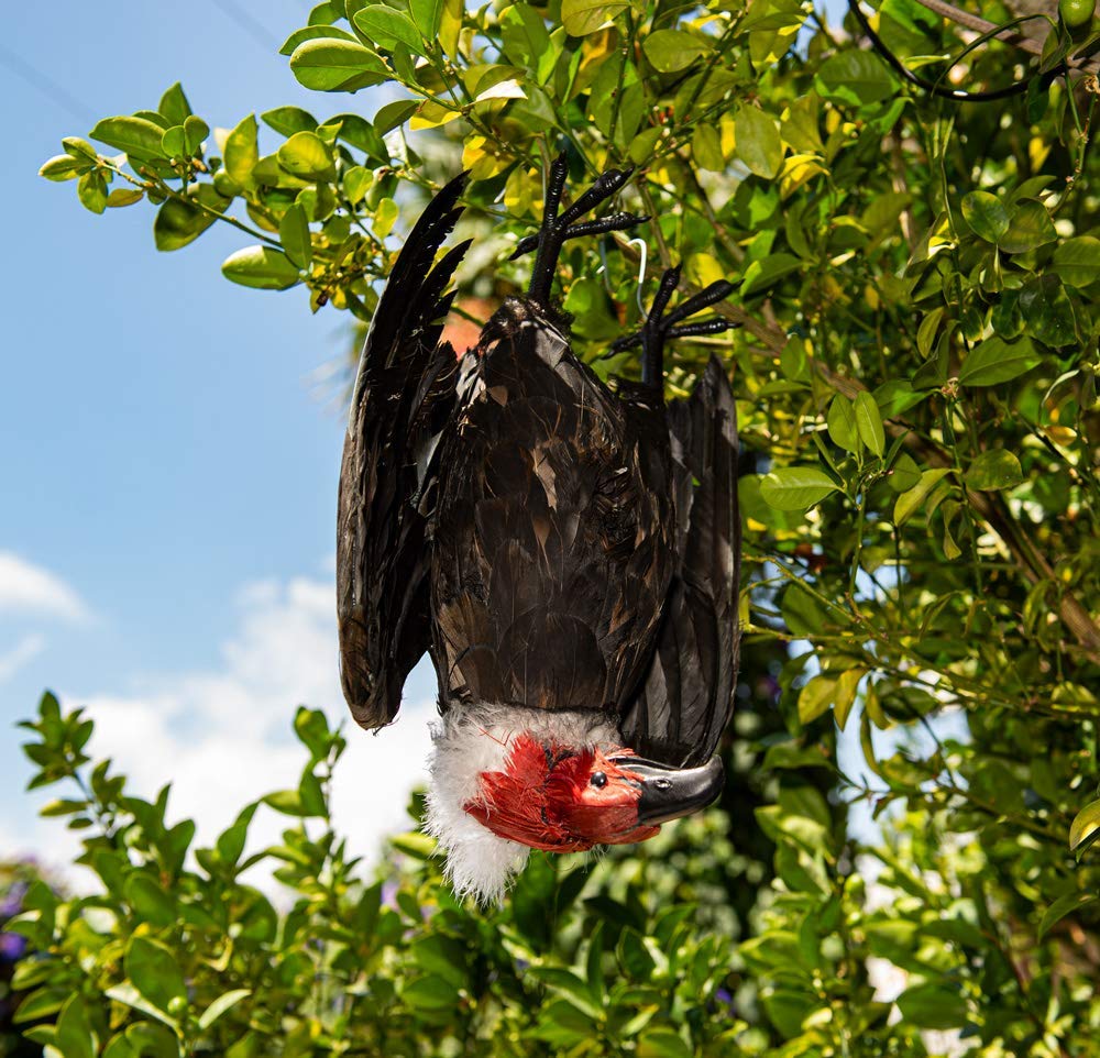 Dead Vulture Decoy The Garden and Patio Home Guide