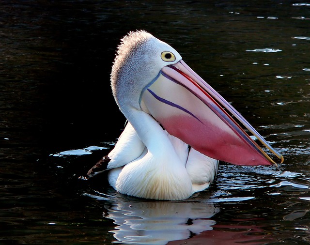 Birds With Long Pointed Beaks | The Garden and Patio Home Guide 