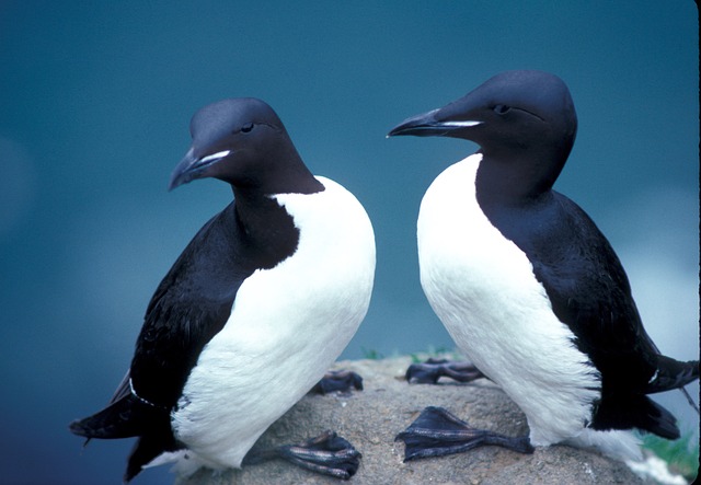 Birds That Look Like Penguins | The Garden and Patio Home Guide