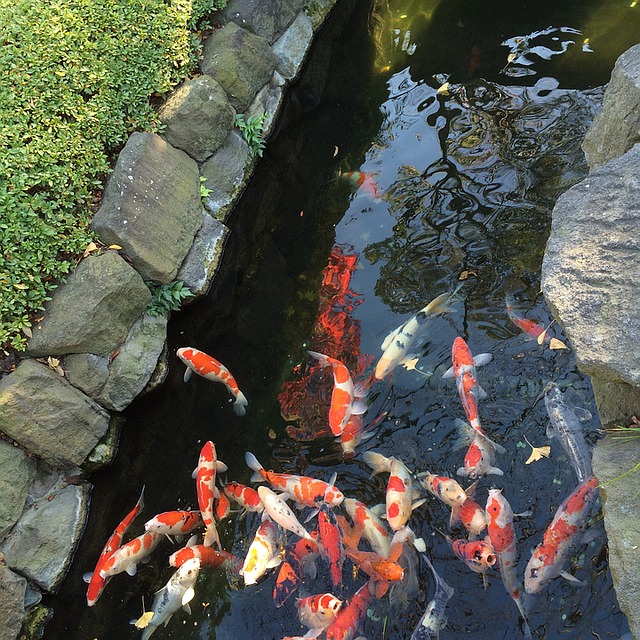 Asian koi pond theme
