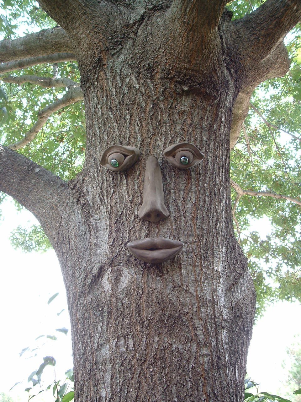 Tree Faces The Garden and Patio Home Guide