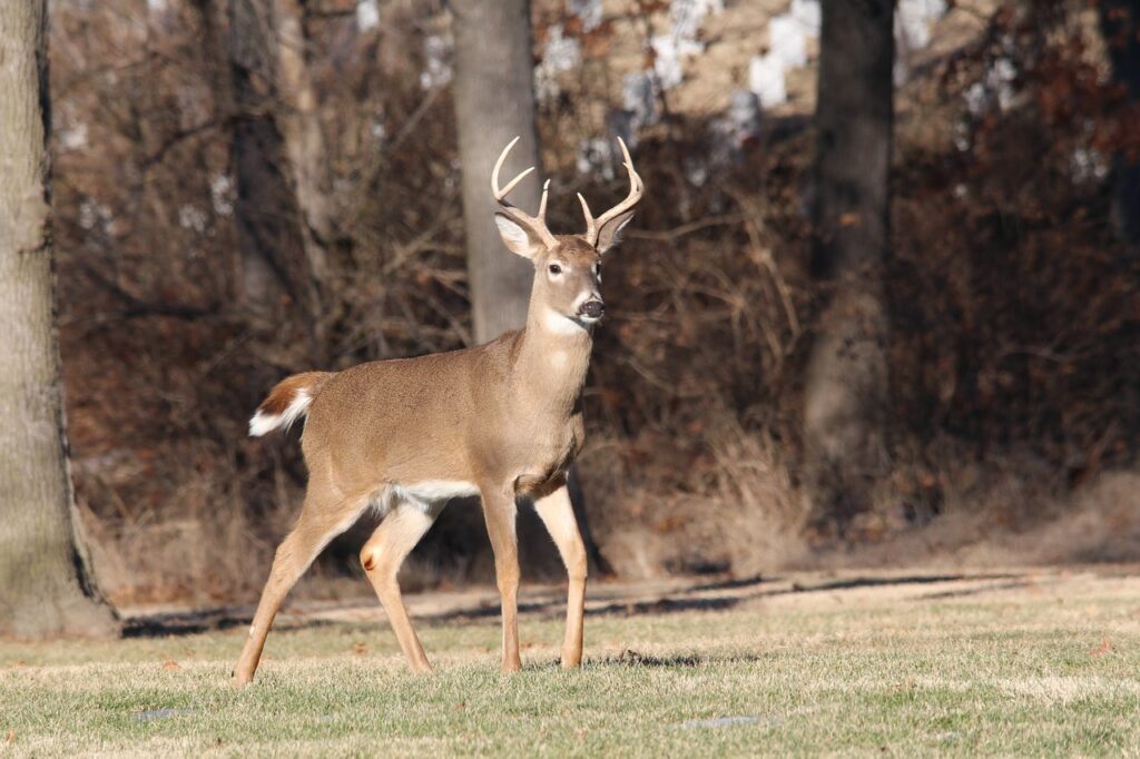 Backyard Pests