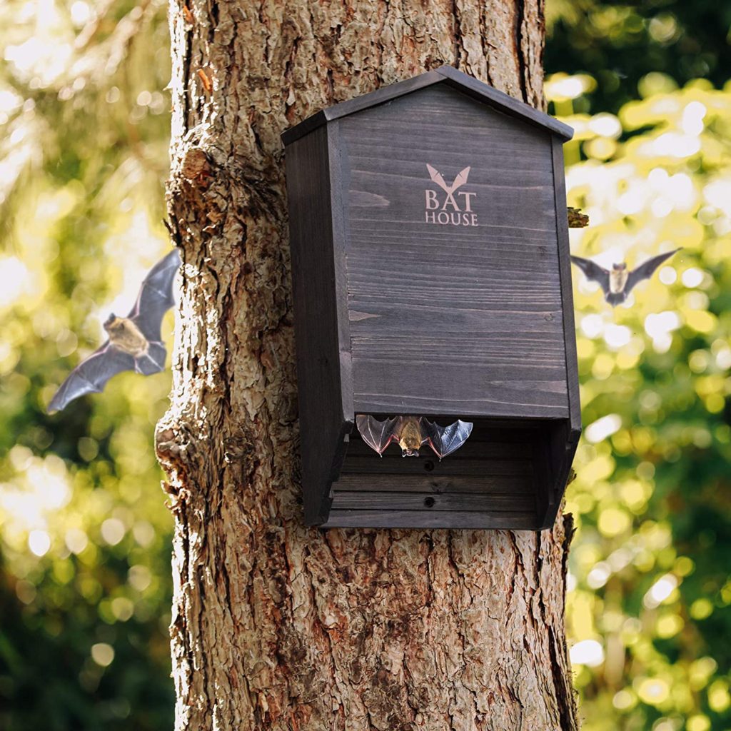 What Is A Bat House?