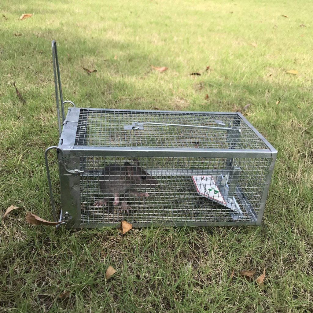 Live Animal Cage Trap Tips