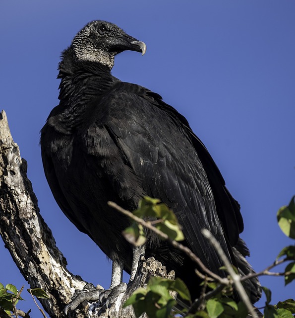 Black Vulture Facts | The Garden and Patio Home Guide