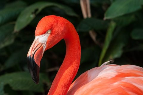 Pink Bird Species | The Garden and Patio Home Guide