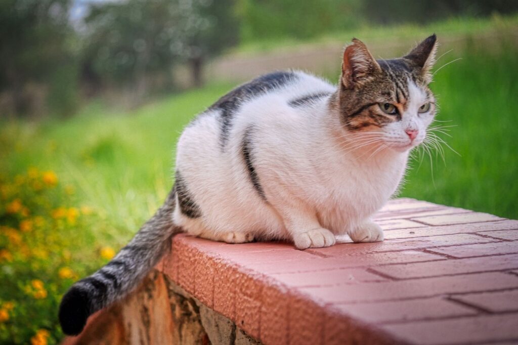 Orange Peel To Deter Cats