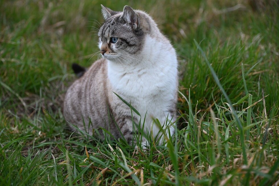 Orange Peel To Deter Cats The Garden and Patio Home Guide
