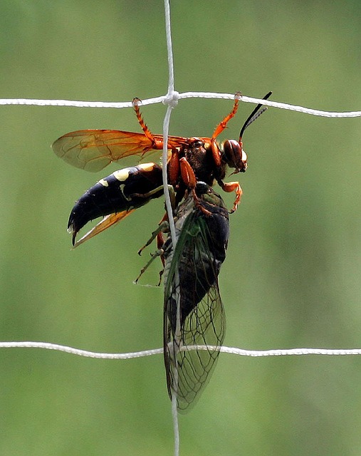 Do Cicada Killer Wasps Sting?