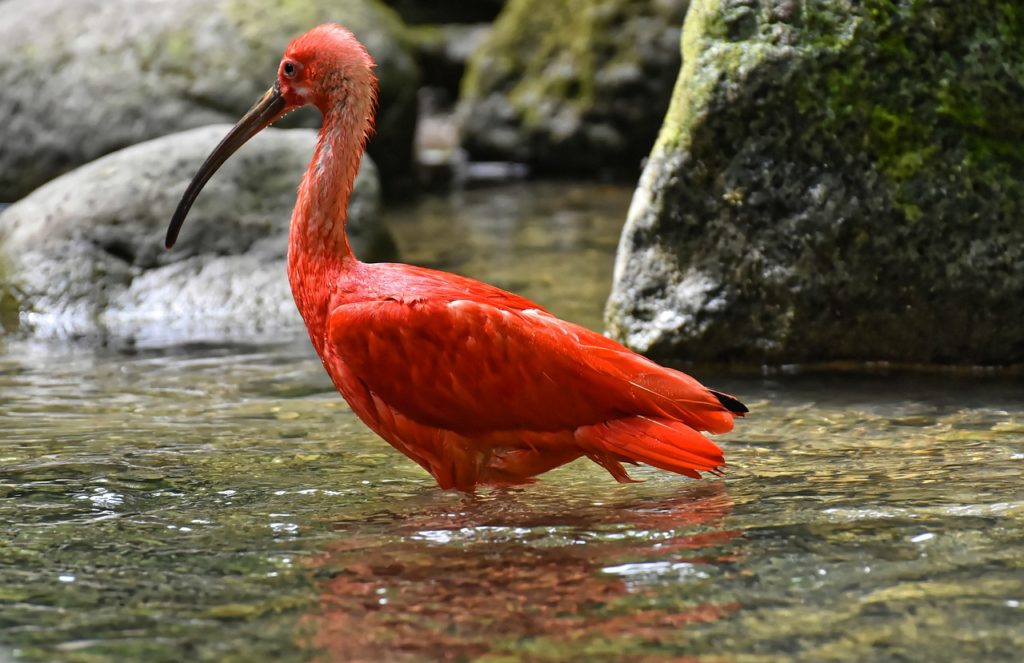 Birds That Look Like Flamingos