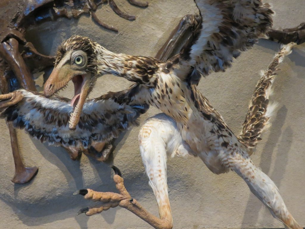 Birds With Teeth