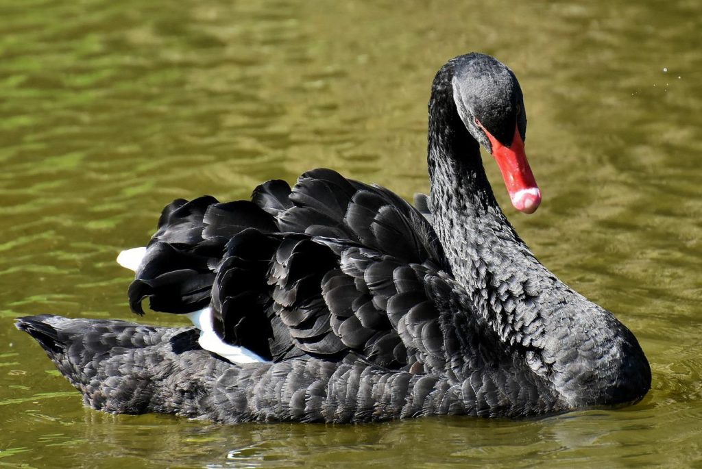 What Are Black Swans? What Are Black Swans?