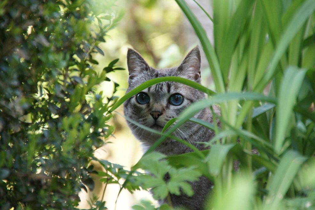 Cat Deterrent Plants