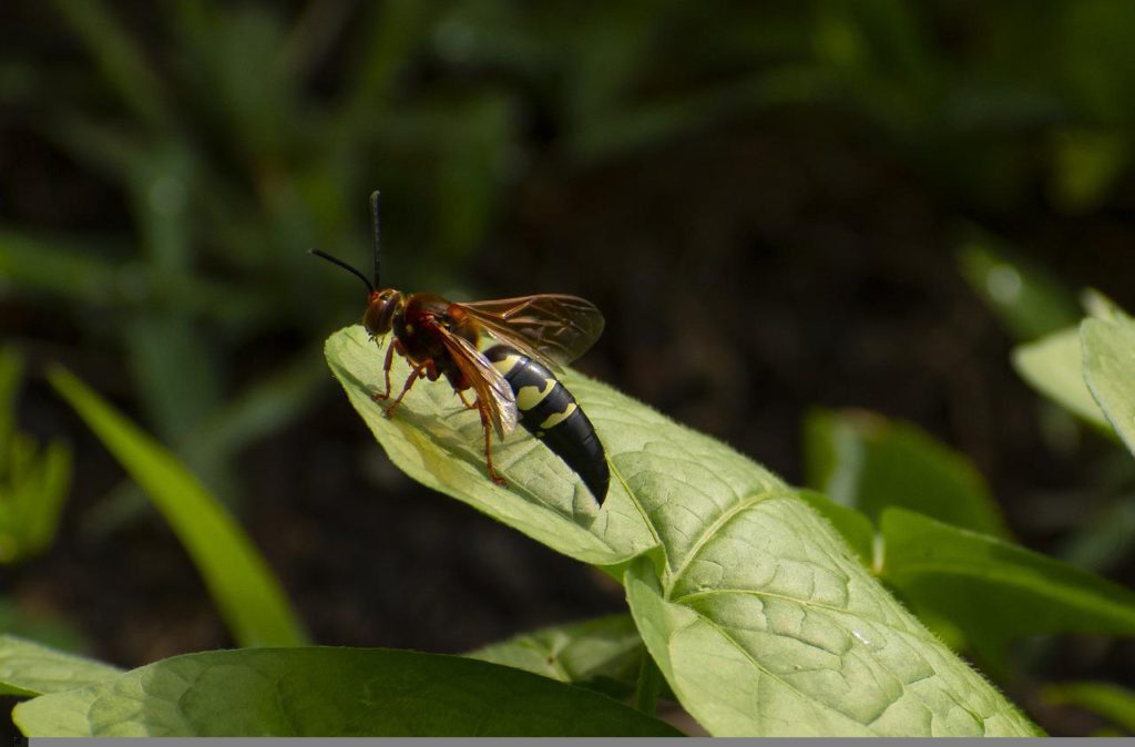 What Do Cicada Killers Eat When There Are No Cicadas?