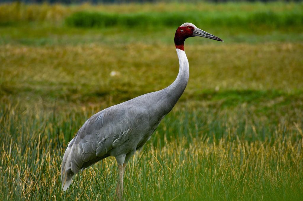 Birds That Look Like Flamingos