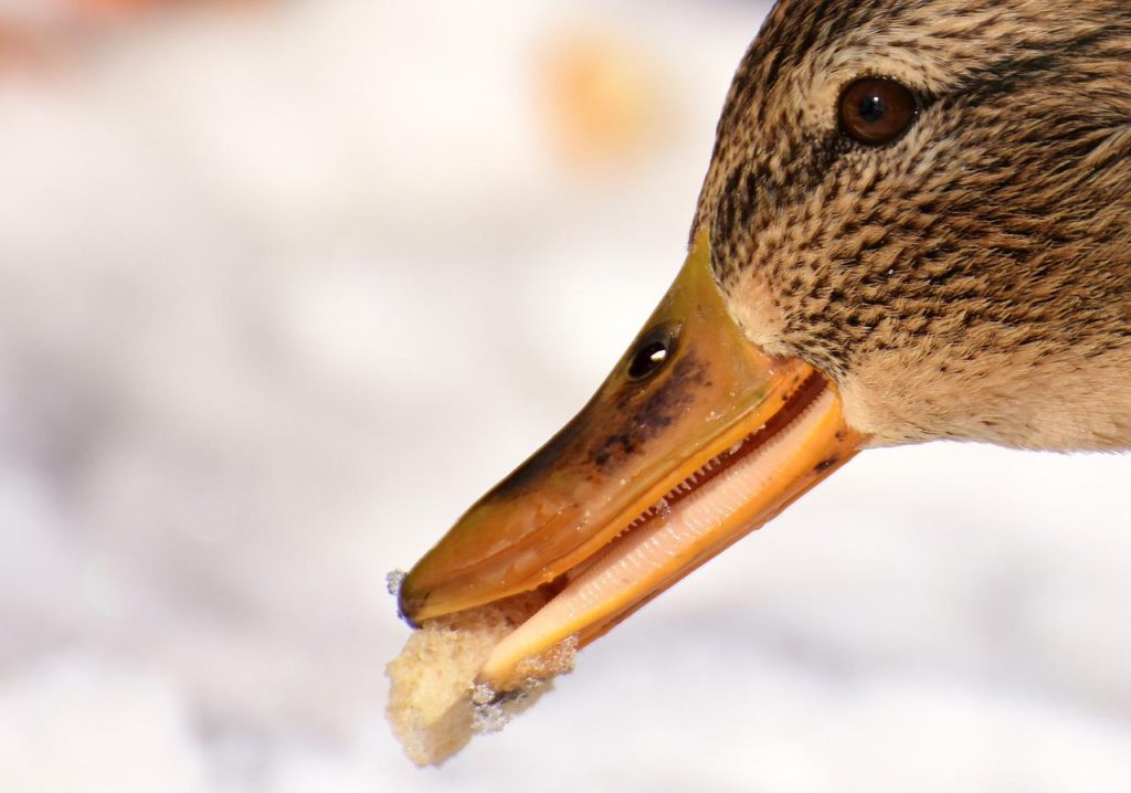 Birds With Teeth