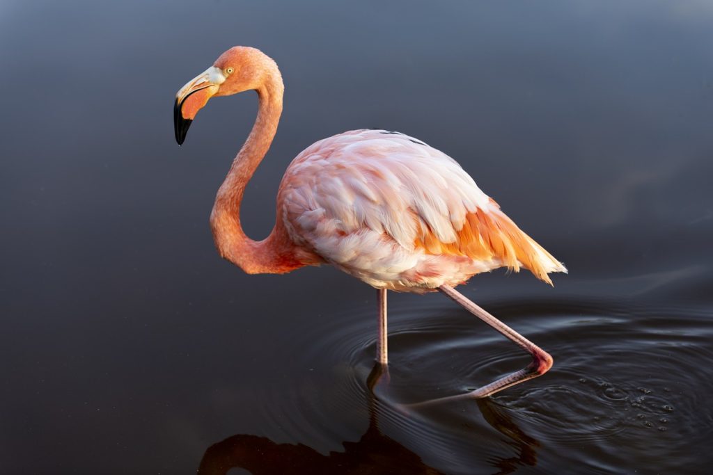 Birds That Look Like Flamingos