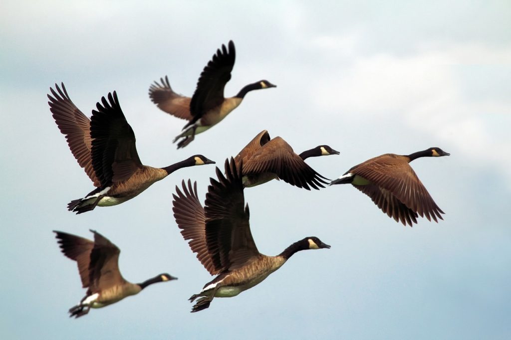 Do Geese Fly?