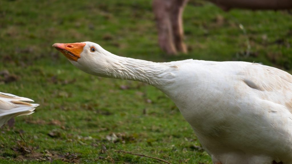 Are Geese Dangerous?