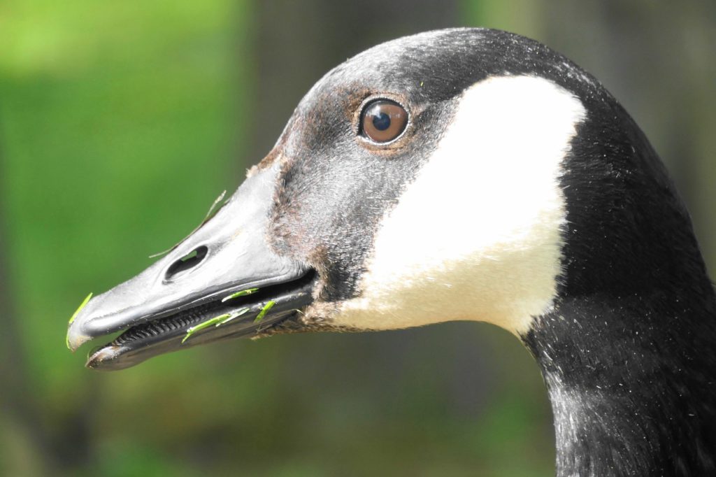 Birds With Teeth