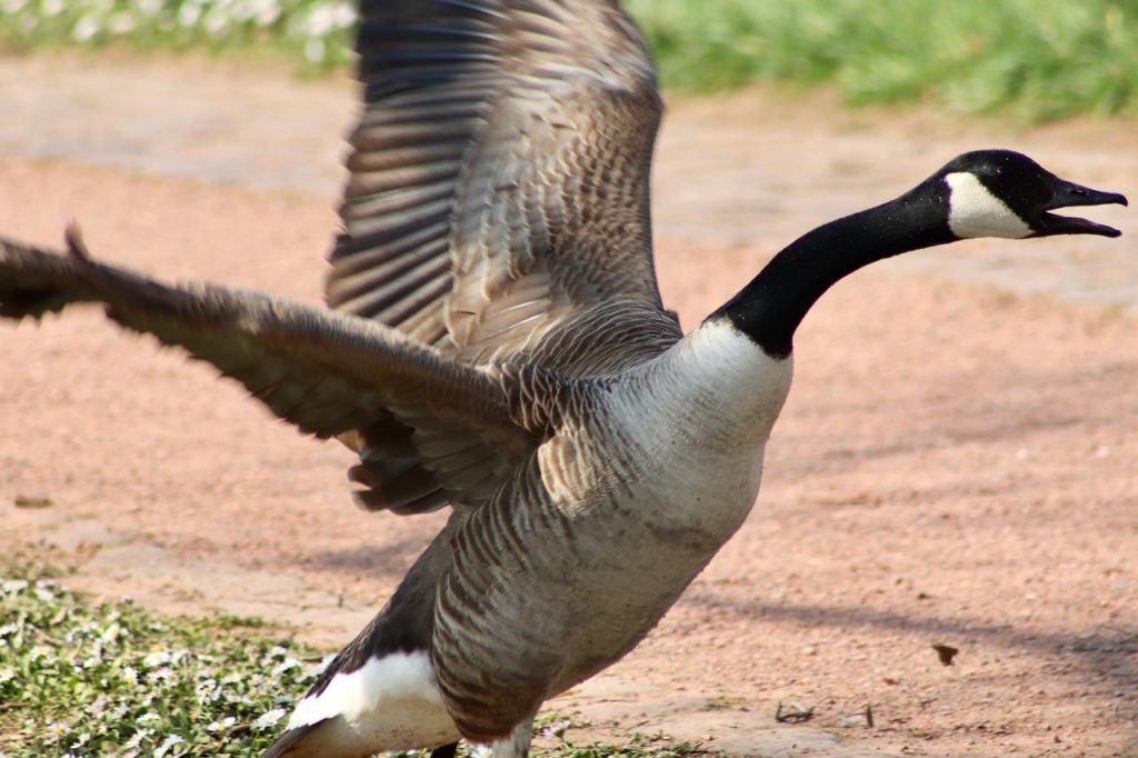 Are Geese Dangerous?