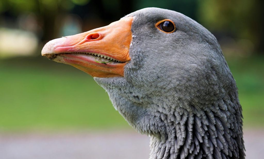 Birds With Teeth