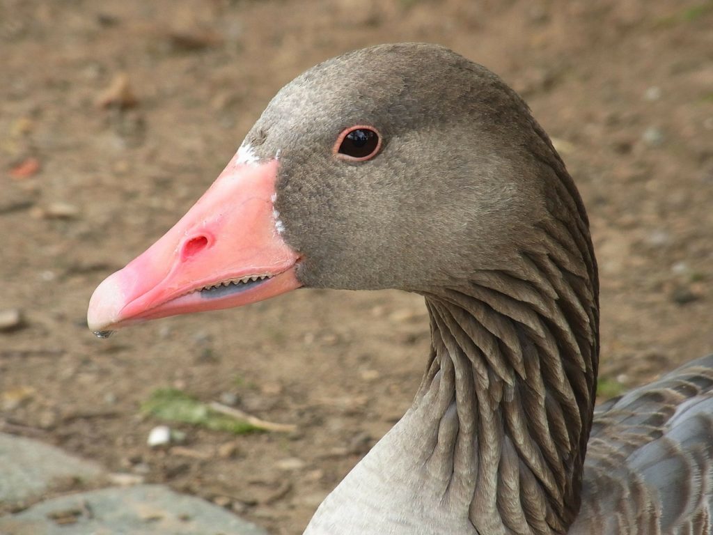 Birds With Teeth