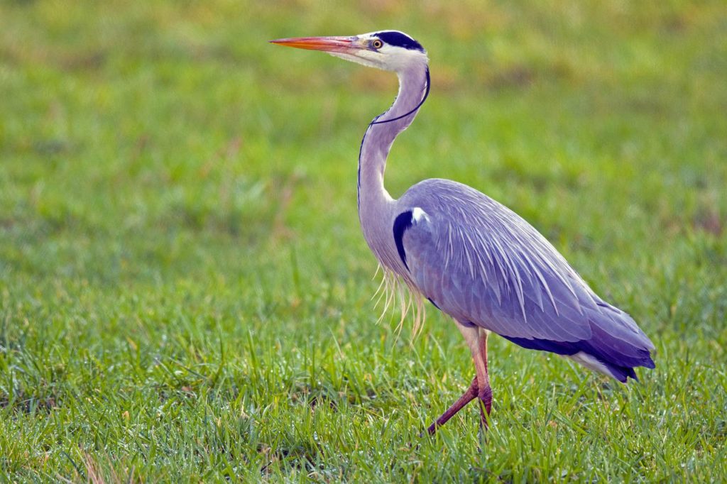 Birds That Look Like Flamingos