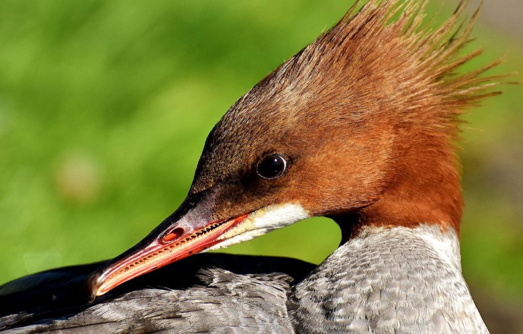 Birds With Teeth