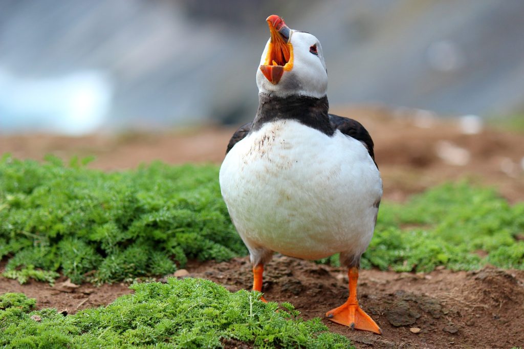 Birds With Teeth