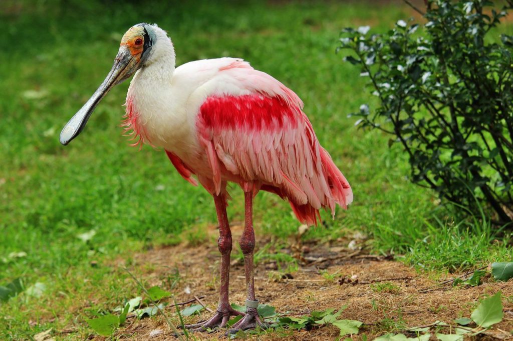 Birds That Look Like Flamingos