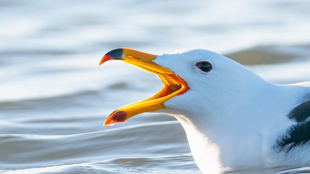 Birds With Teeth