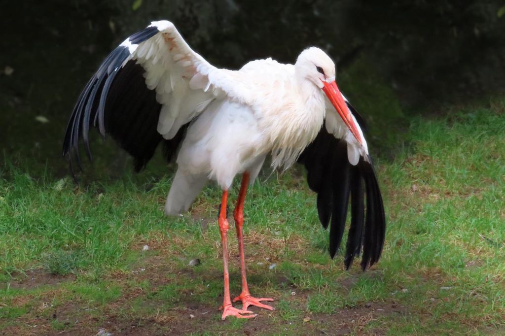 Birds That Look Like Flamingos