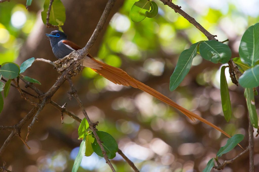 Birds With Tails