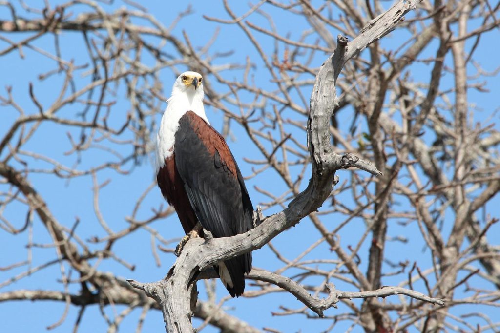 Birds With White Heads