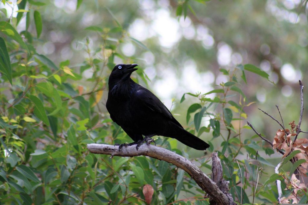 Are There Crows In Australia?