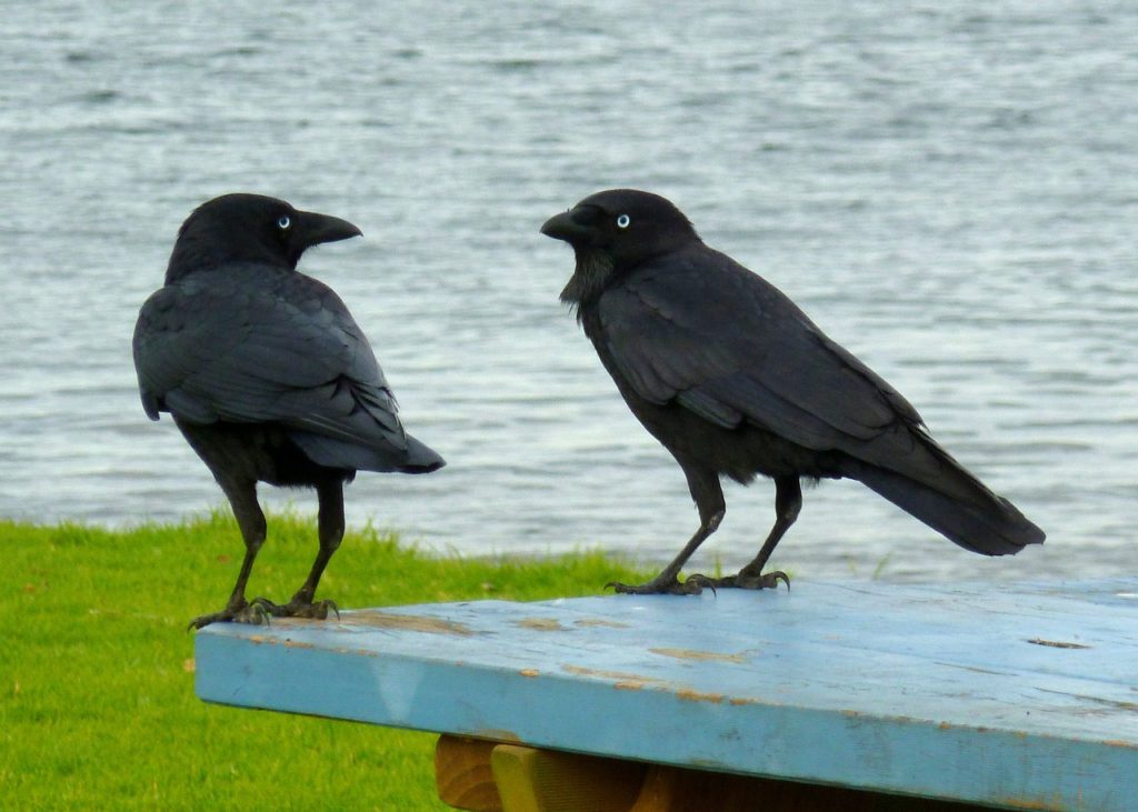 Are There Crows In Australia?