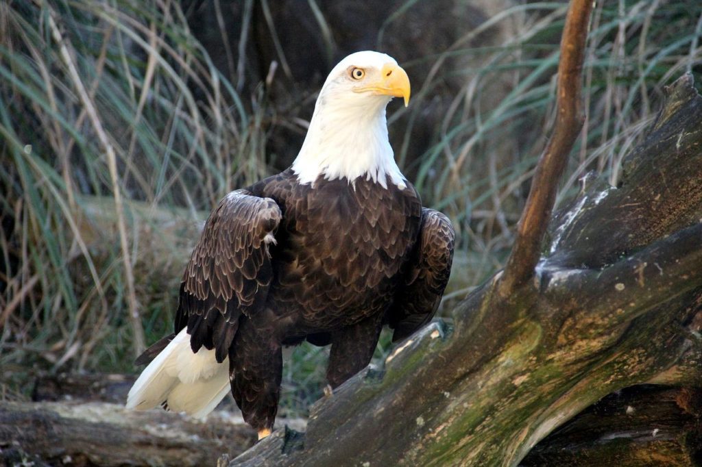 Birds With White Heads