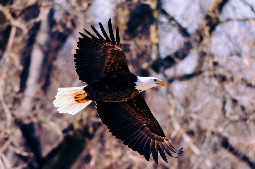 Birds With Tails