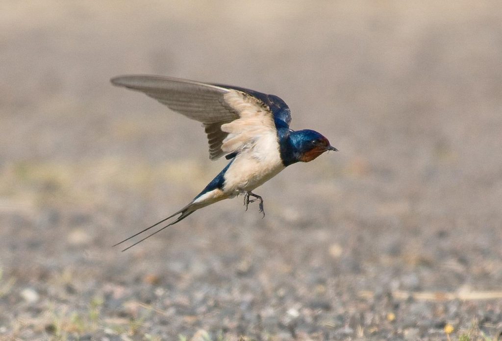 Birds With Tails